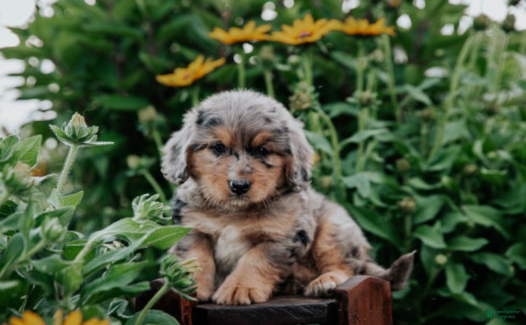 Mini Bernedoodle dogs for sale - Ad 3