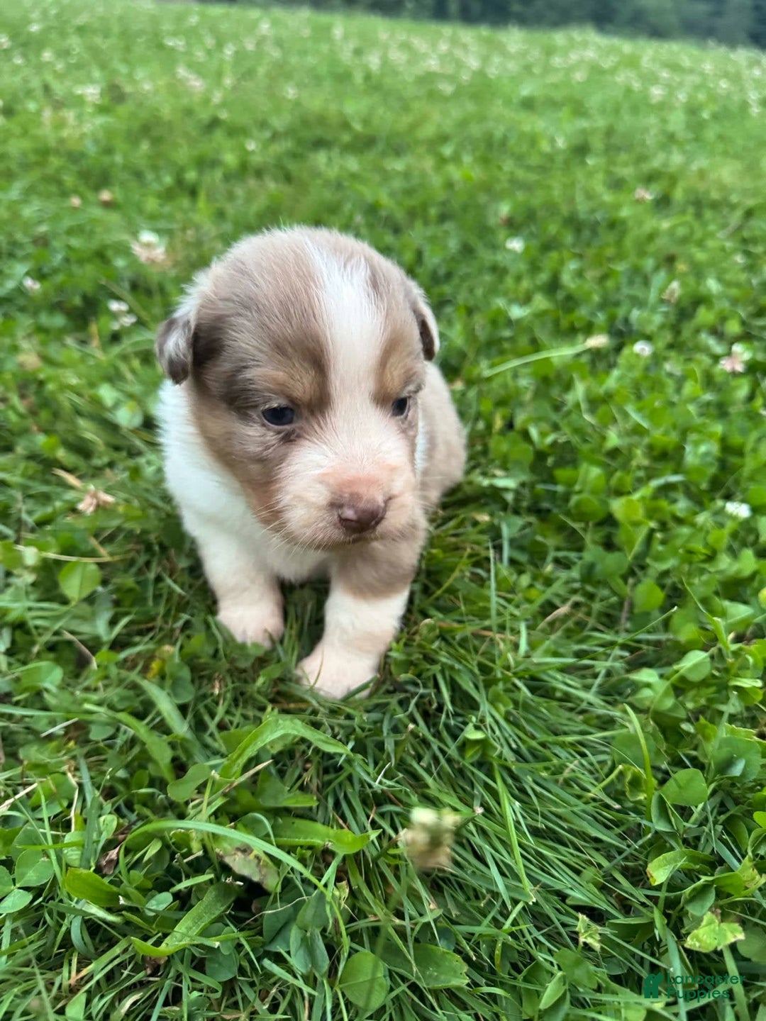 Australian Shepherd dogs for sale: Sky - Image 2