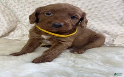 Goldendoodle dogs for sale: Rumsy - Image 7