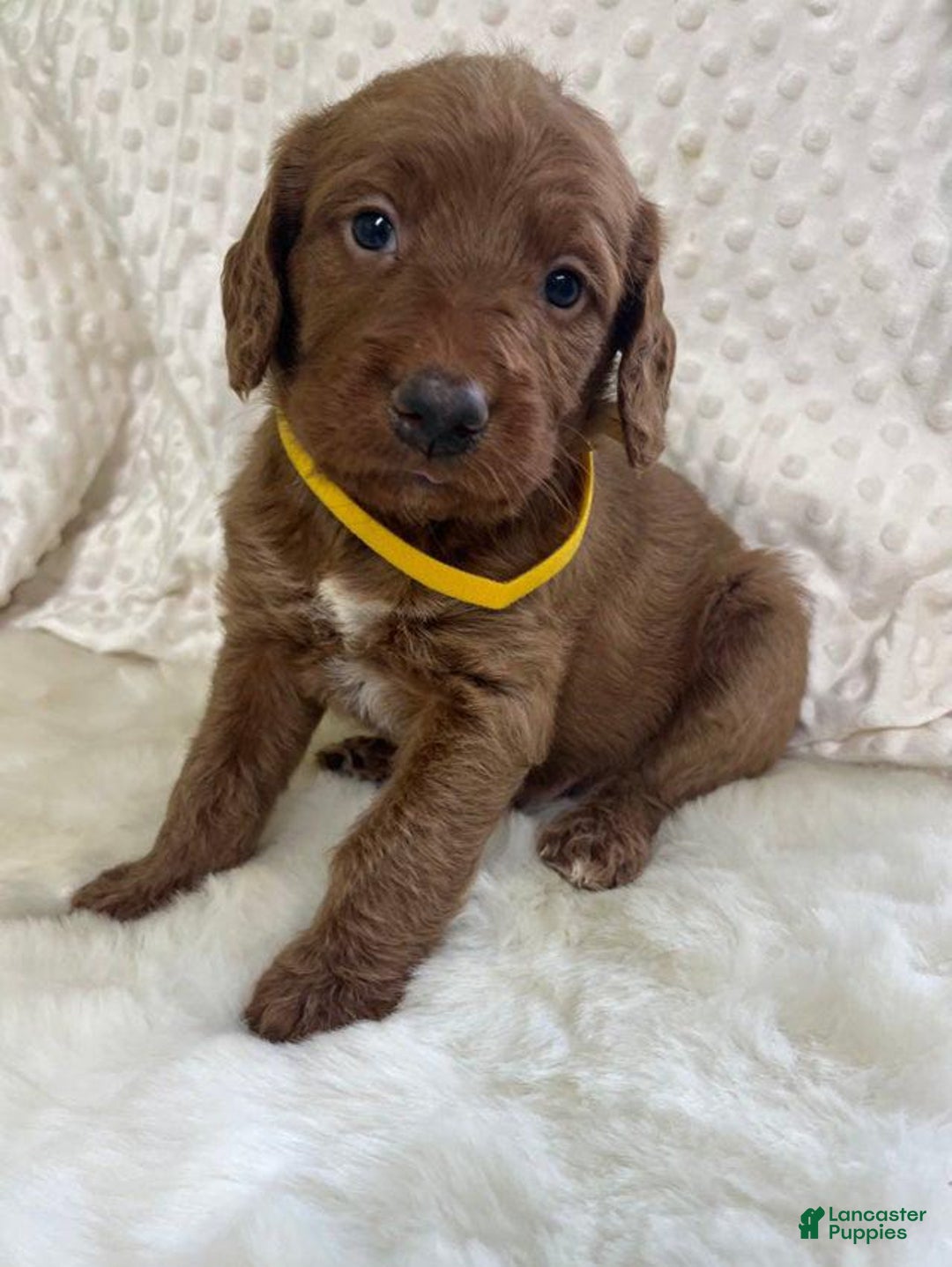 Goldendoodle dogs for sale: Rumsy - Image 7