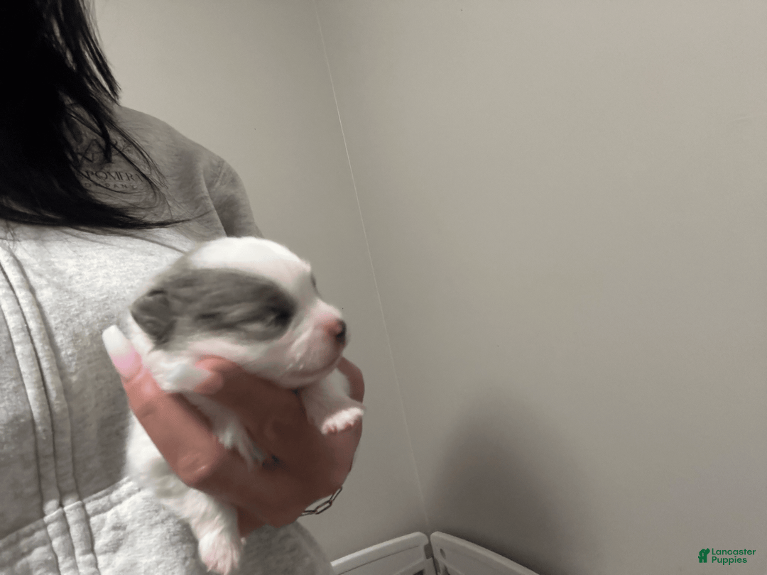 Pomeranian dogs for sale: Sebastian - Image 1