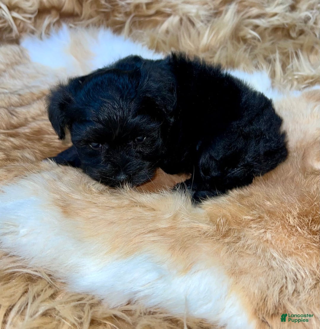 Miniature Schnauzer dogs for sale: Emerald - Image 4