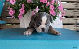 English Bulldog dogs for sale: Heath - Image 9