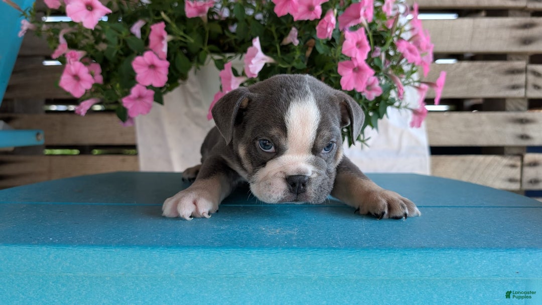 English Bulldog dogs for sale: Heath - Image 9