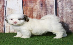 Shihpoo dogs for sale: Billy - Image 21