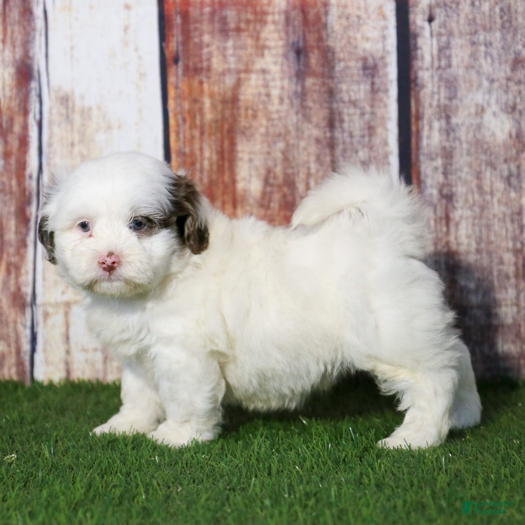 Shihpoo dogs for sale: Billy - Image 21