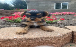 Yorkshire Terrier dogs for sale: Lux - Image 3