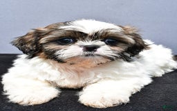 Shih Tzu dogs for sale: Beth - Image 5
