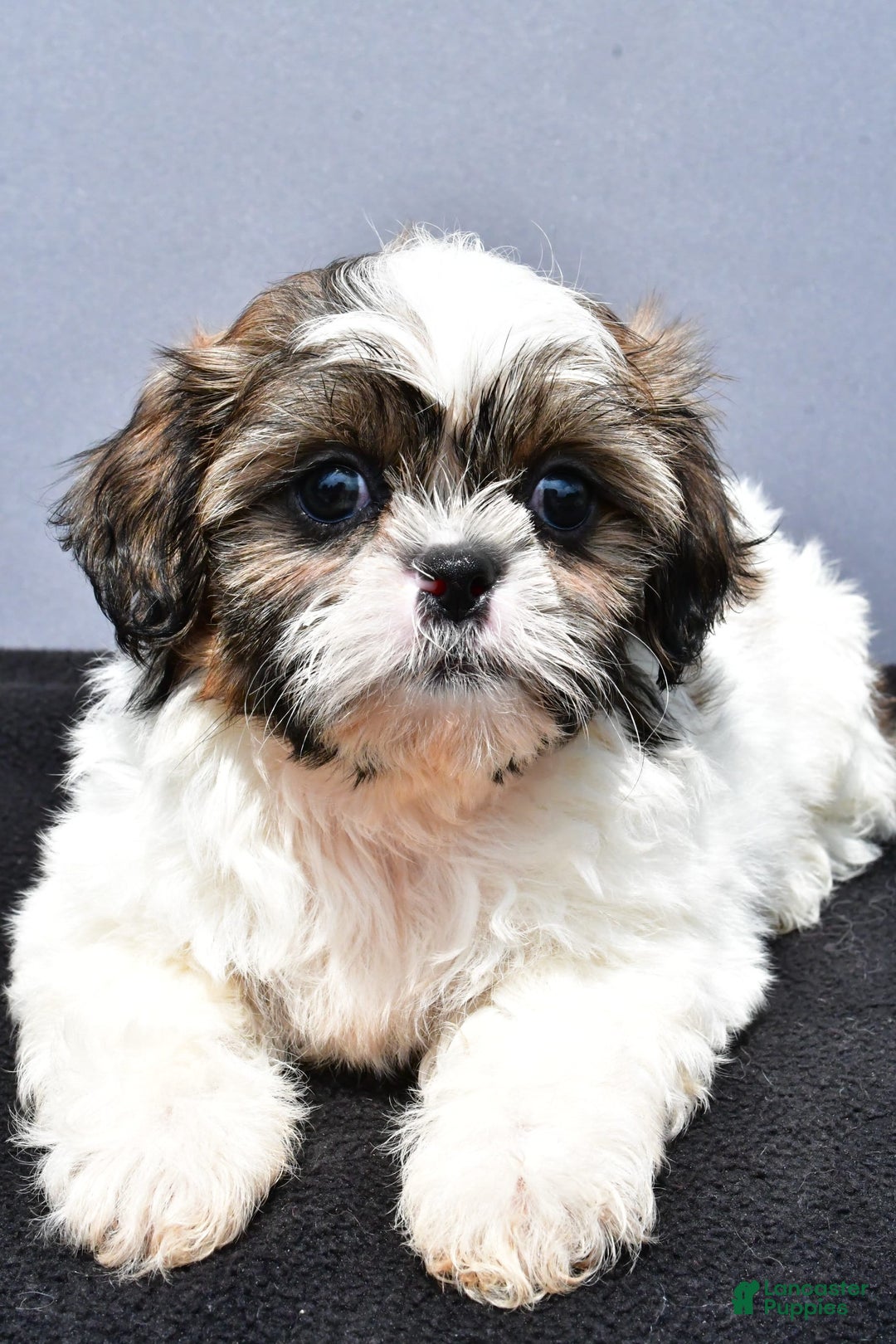 Shih Tzu dogs for sale: Beth - Image 5