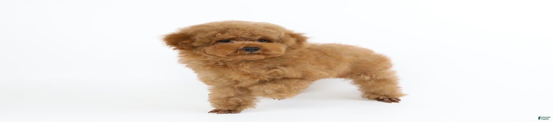 Peter