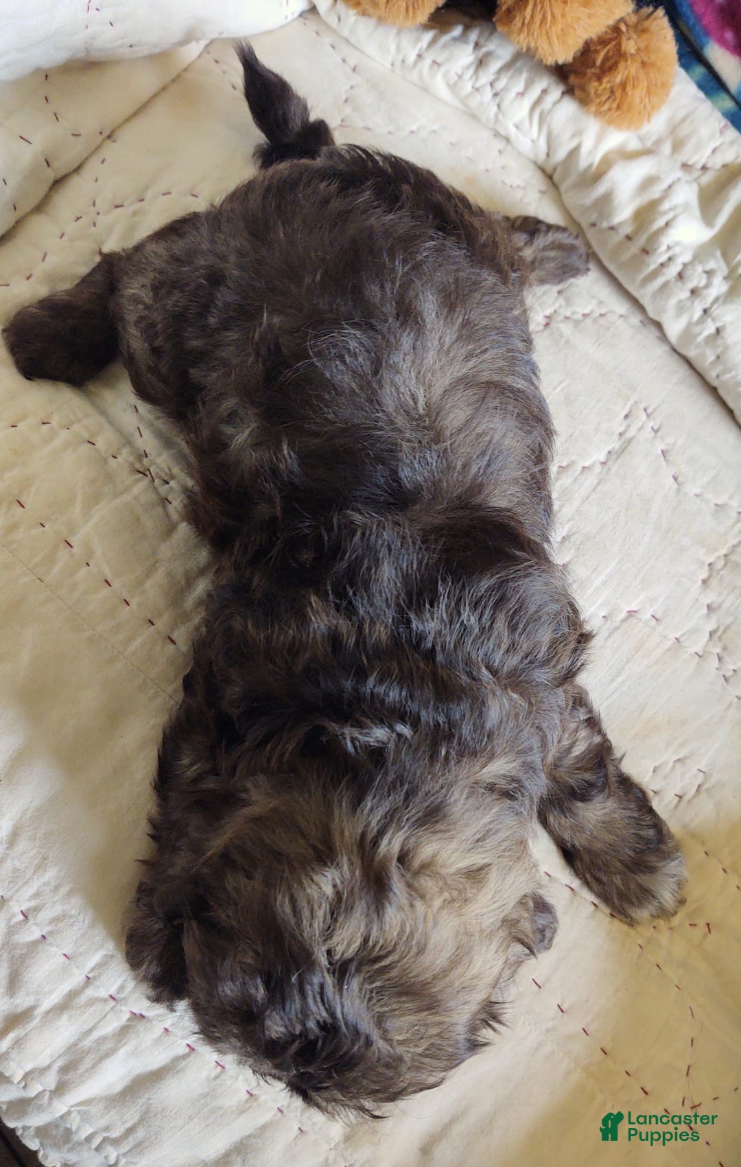 Maltipoo dogs for sale: Chocolate Sissy - Image 5