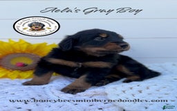 Mini Bernedoodle dogs for sale: Aelas Gray Boy - Image 13