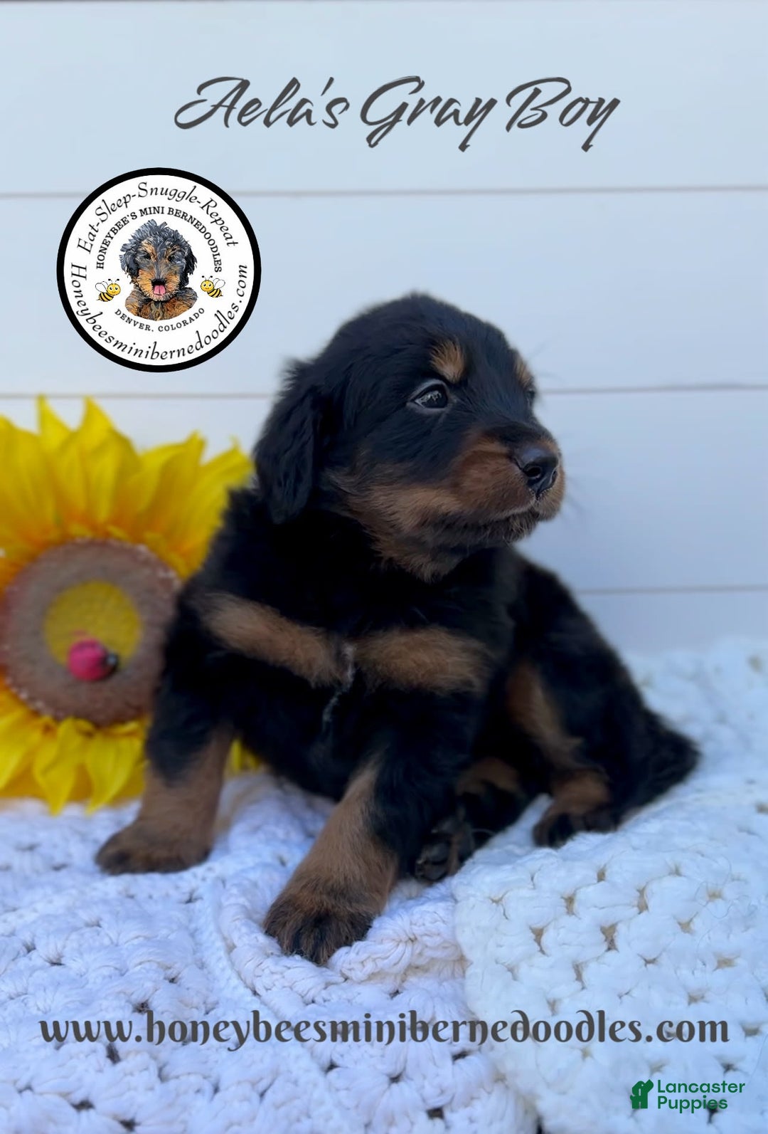 Mini Bernedoodle dogs for sale: Aelas Gray Boy - Image 13