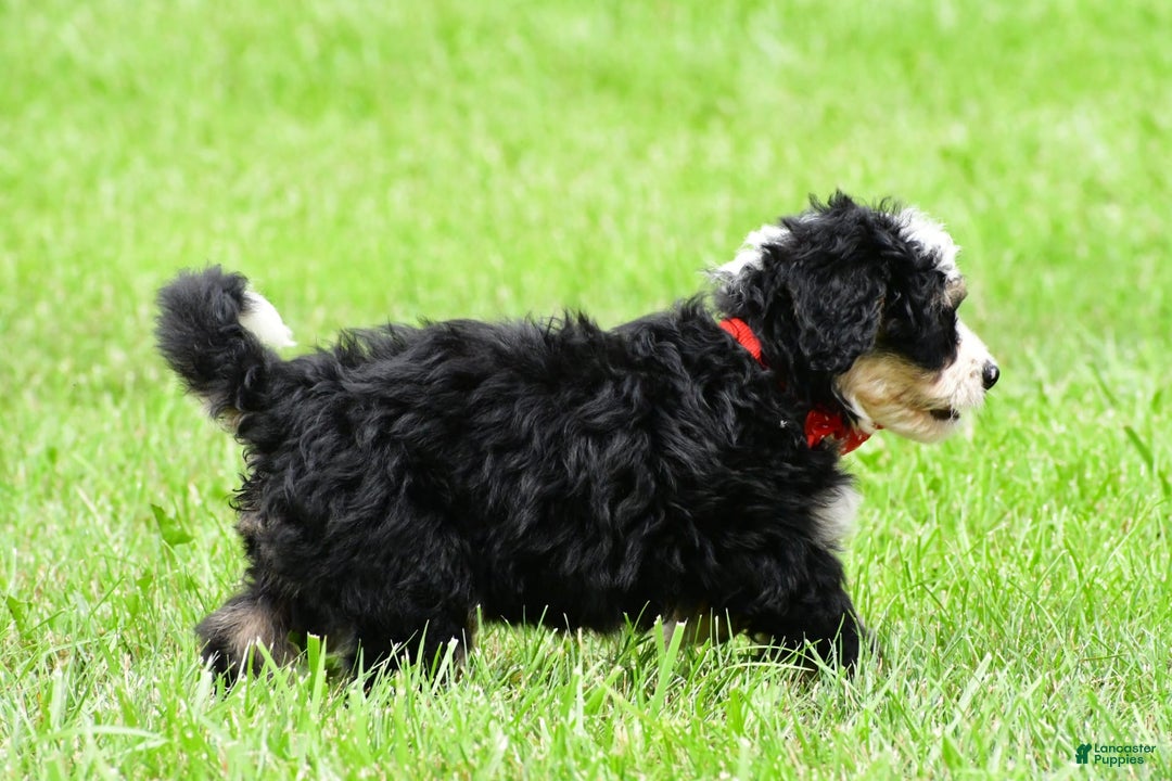 Mini Bernedoodle dogs for sale: Jay - Image 3