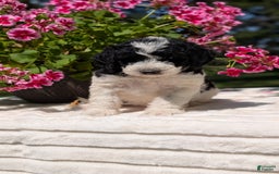 Mini Bernedoodle dogs for sale: Sophie - Image 13