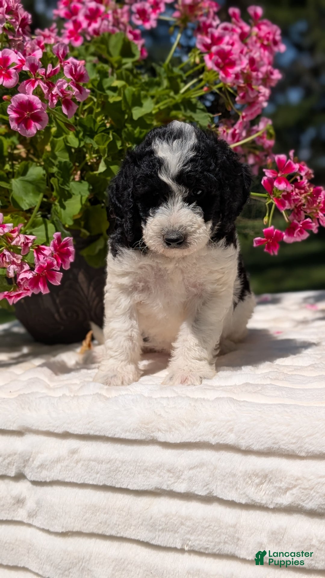Mini Bernedoodle dogs for sale: Sophie - Image 13