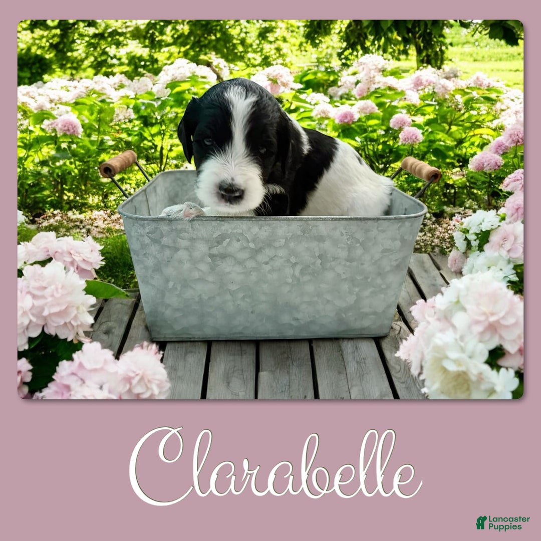 Bernedoodle dogs for sale: Clarabelle - Image 2