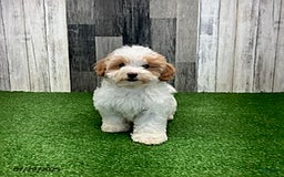 Maltipoo dogs for sale: Jamie - Image 6