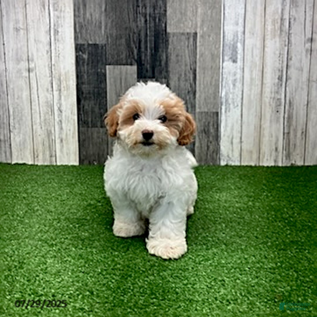 Maltipoo dogs for sale: Jamie - Image 6