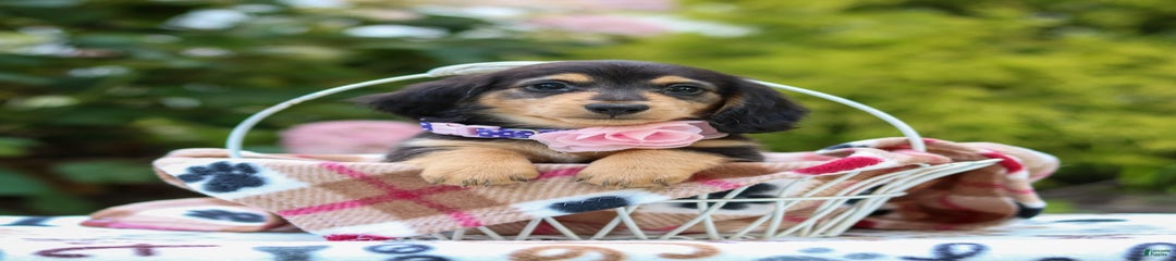 Rosie