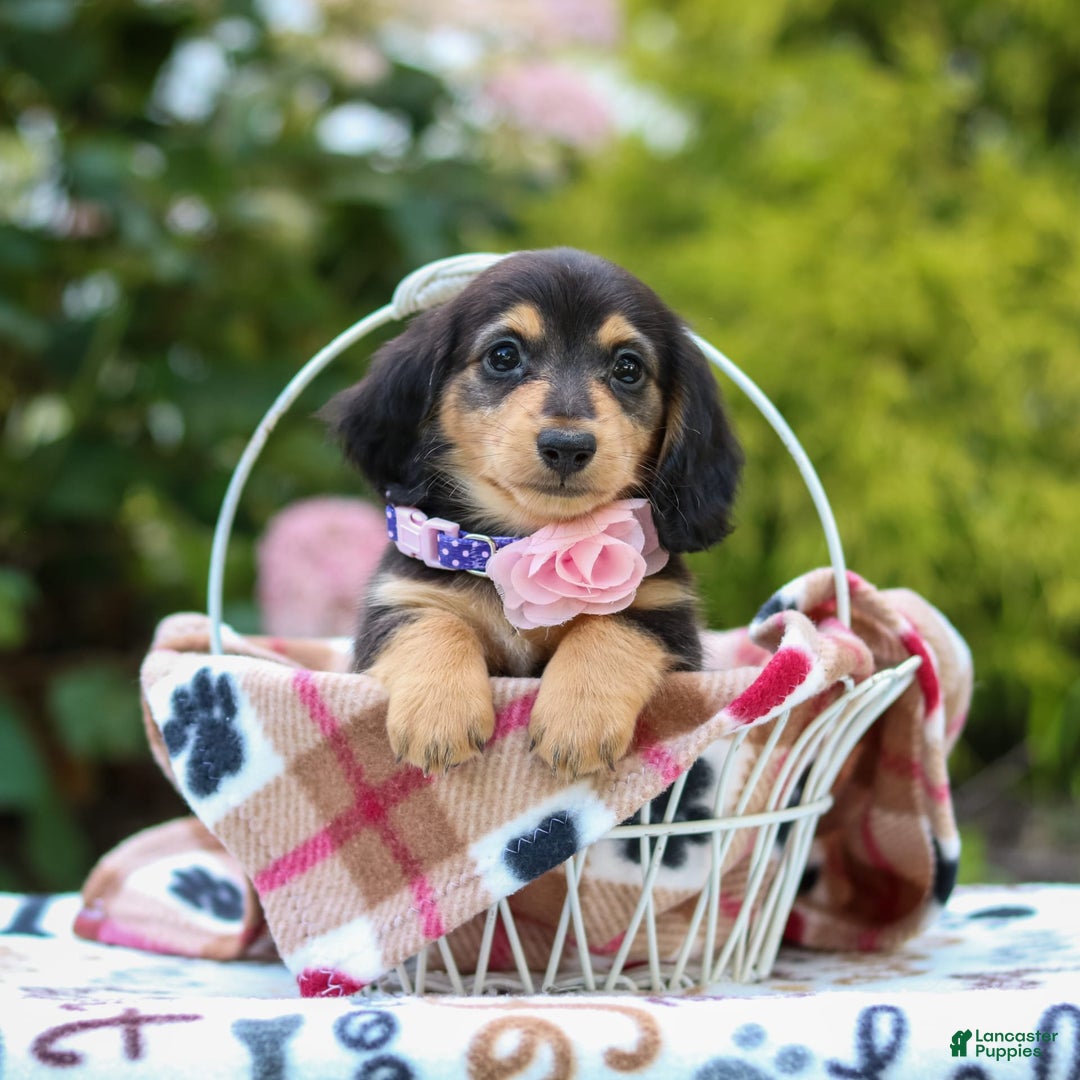 Miniature Dachshund dogs for sale: Rosie - Image 5