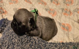 Pug dogs for sale: Derek - Image 6
