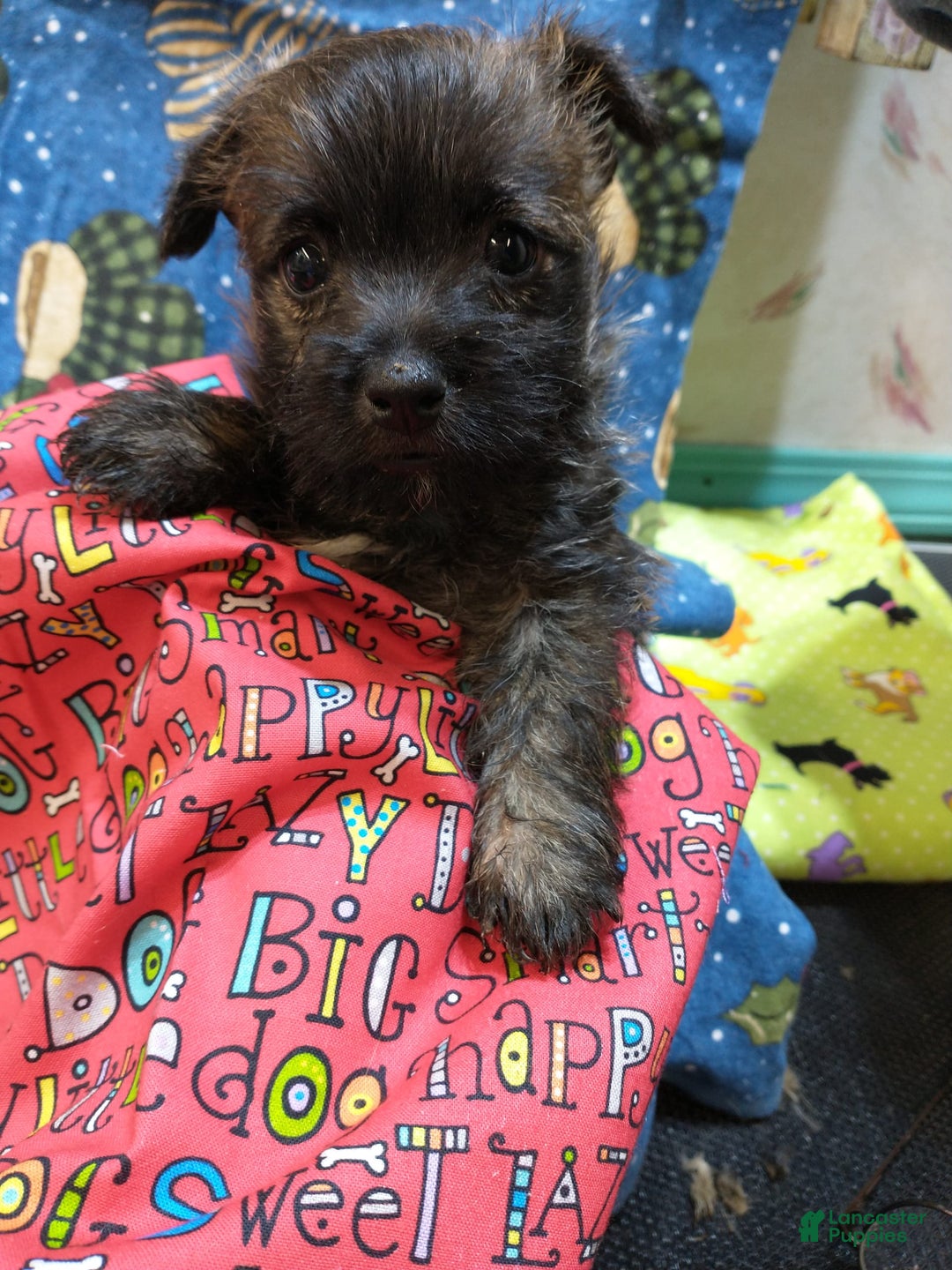Cairn Terrier dogs for sale: Leo-akc - Image 3