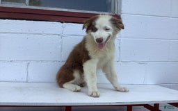 Australian Shepherd dogs for sale: Bentley - Image 5