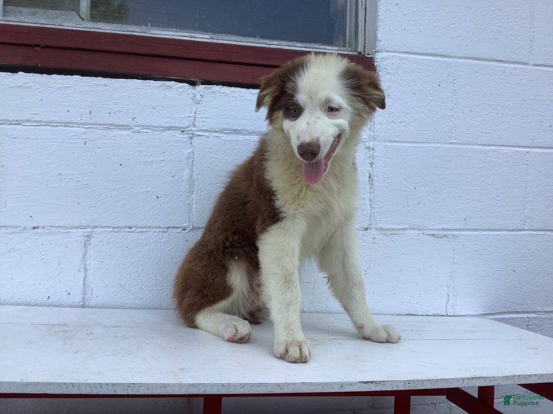 Australian Shepherd dogs for sale: Bentley - Image 5
