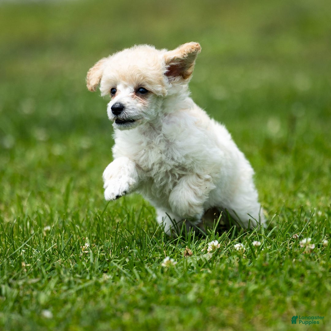 Toy Poodle dogs for sale: Oscar - Image 4