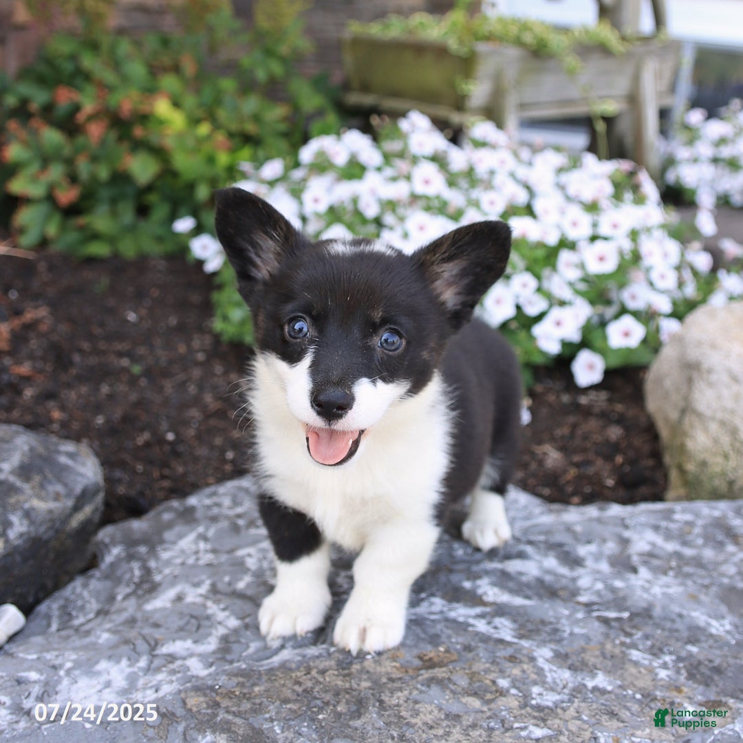 Welsh Corgi Pembroke dogs for sale: Inga - Image 4