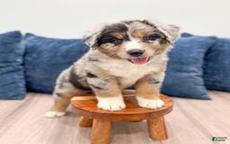 Australian Shepherd dogs for sale: Dakota - Image 2