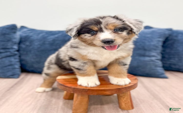 Australian Shepherd dogs for sale - Ad 5