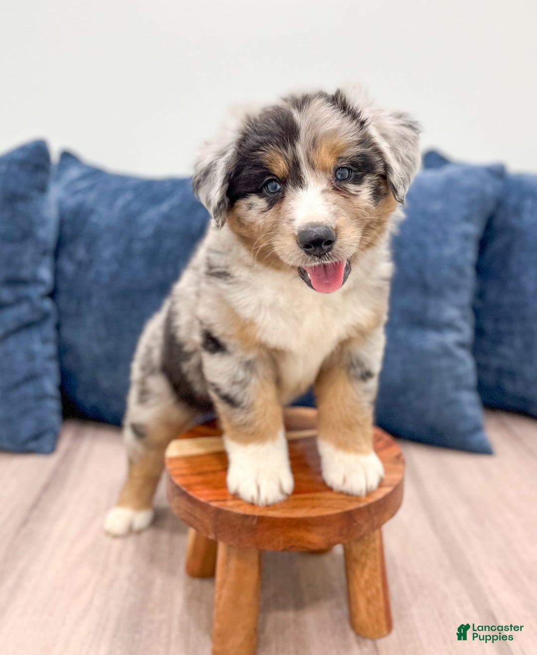 Australian Shepherd dogs for sale: Dakota - Image 2