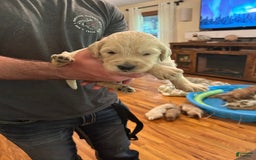 Goldendoodle dogs for sale: Pepper Jack - Image 2