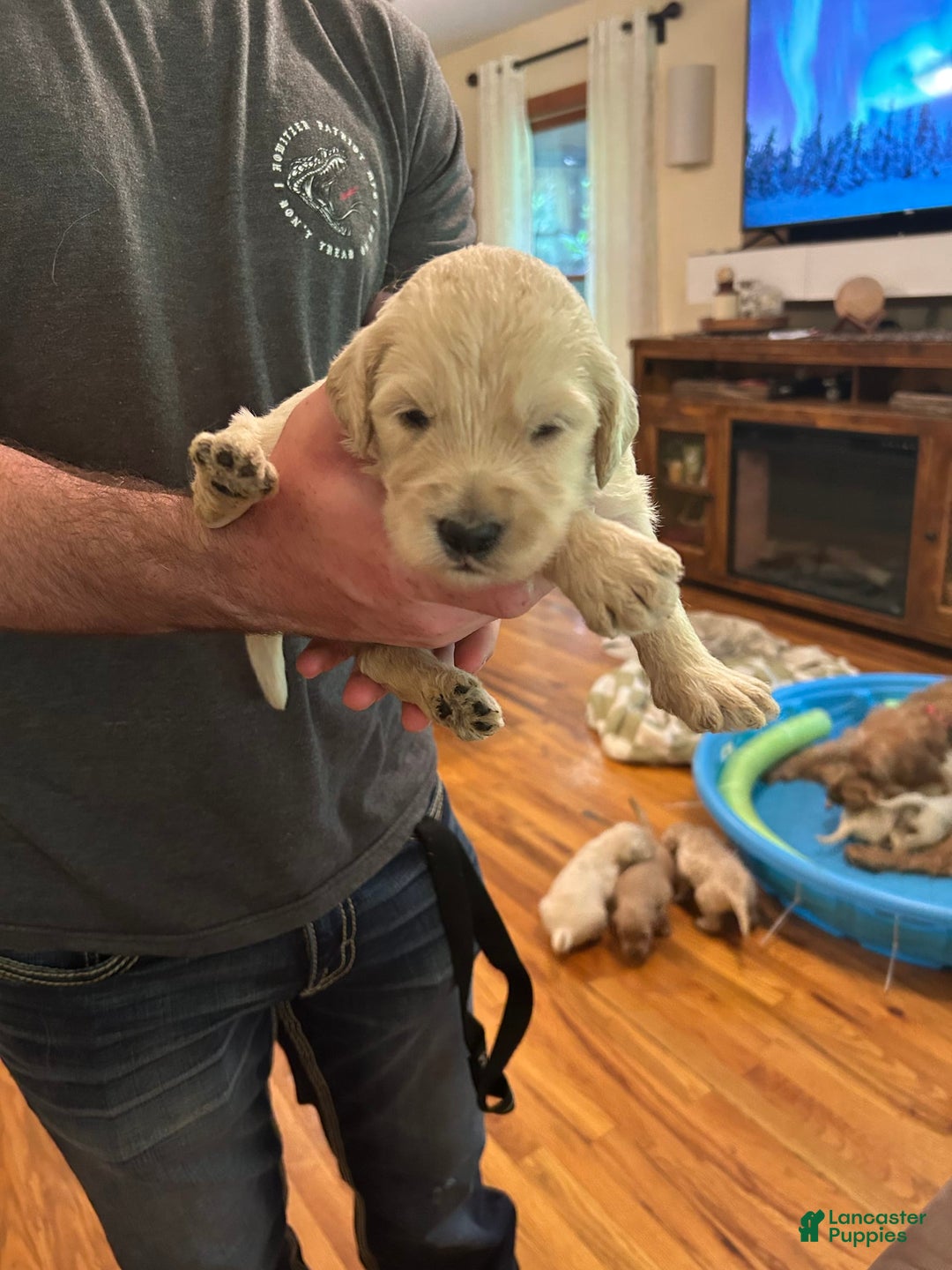 Goldendoodle dogs for sale: Pepper Jack - Image 2