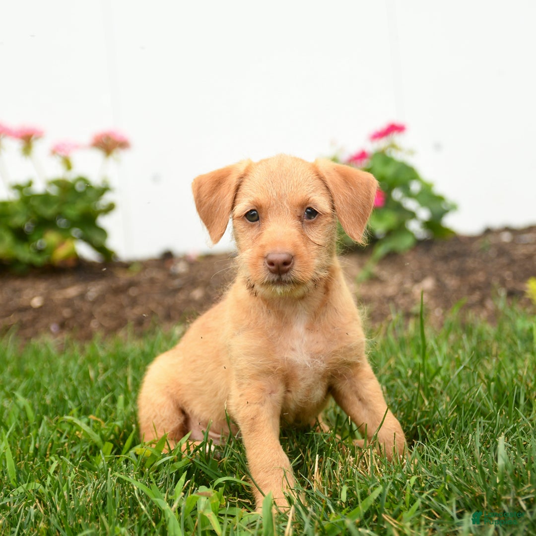 Jack Russell Terrier dogs for sale: King - Image 1