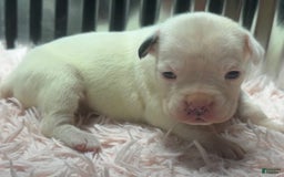 Boxer dogs for sale: Blue Eyes - Image 1