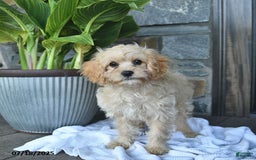 Cavapoo dogs for sale: Skye - Image 7