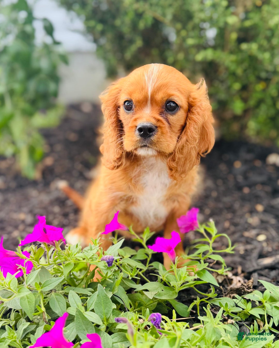 Cavalier King Charles Spaniel dogs for sale: Carl - Image 8