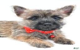 Cairn Terrier dogs for sale: Cuddles - Image 1