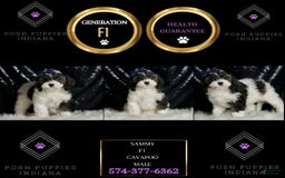 Cavapoo dogs for sale: Sammy - Image 2