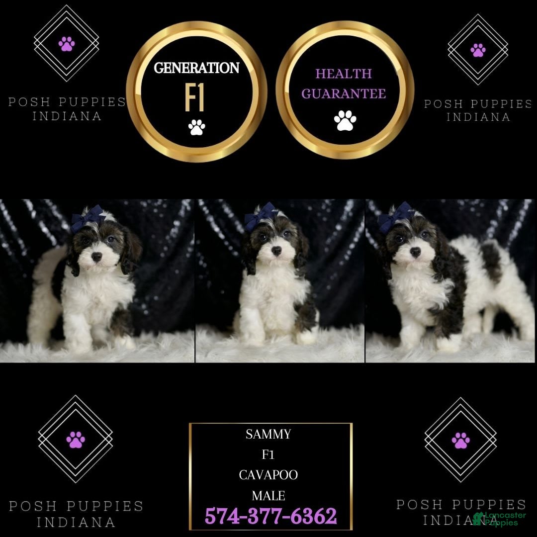 Cavapoo dogs for sale: Sammy - Image 2