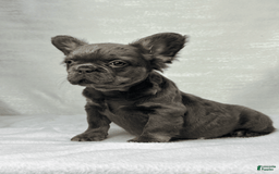 French Bulldog dogs for sale: Sky - Image 8