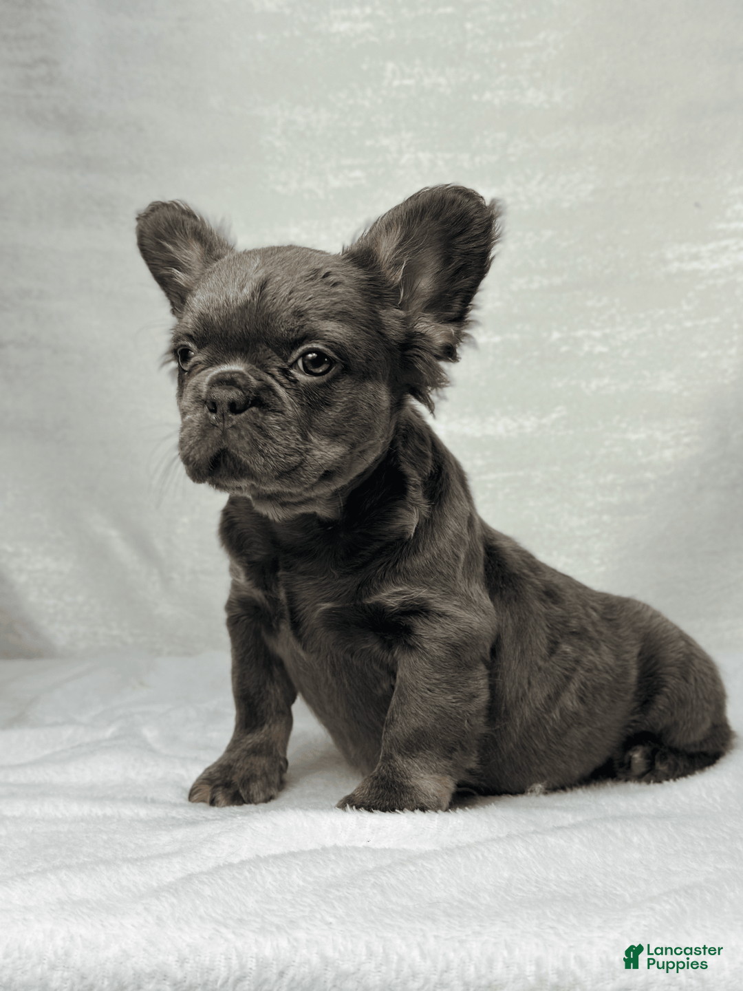French Bulldog dogs for sale: Sky - Image 8