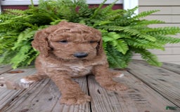 Goldendoodle dogs for sale: Maggie - Image 20