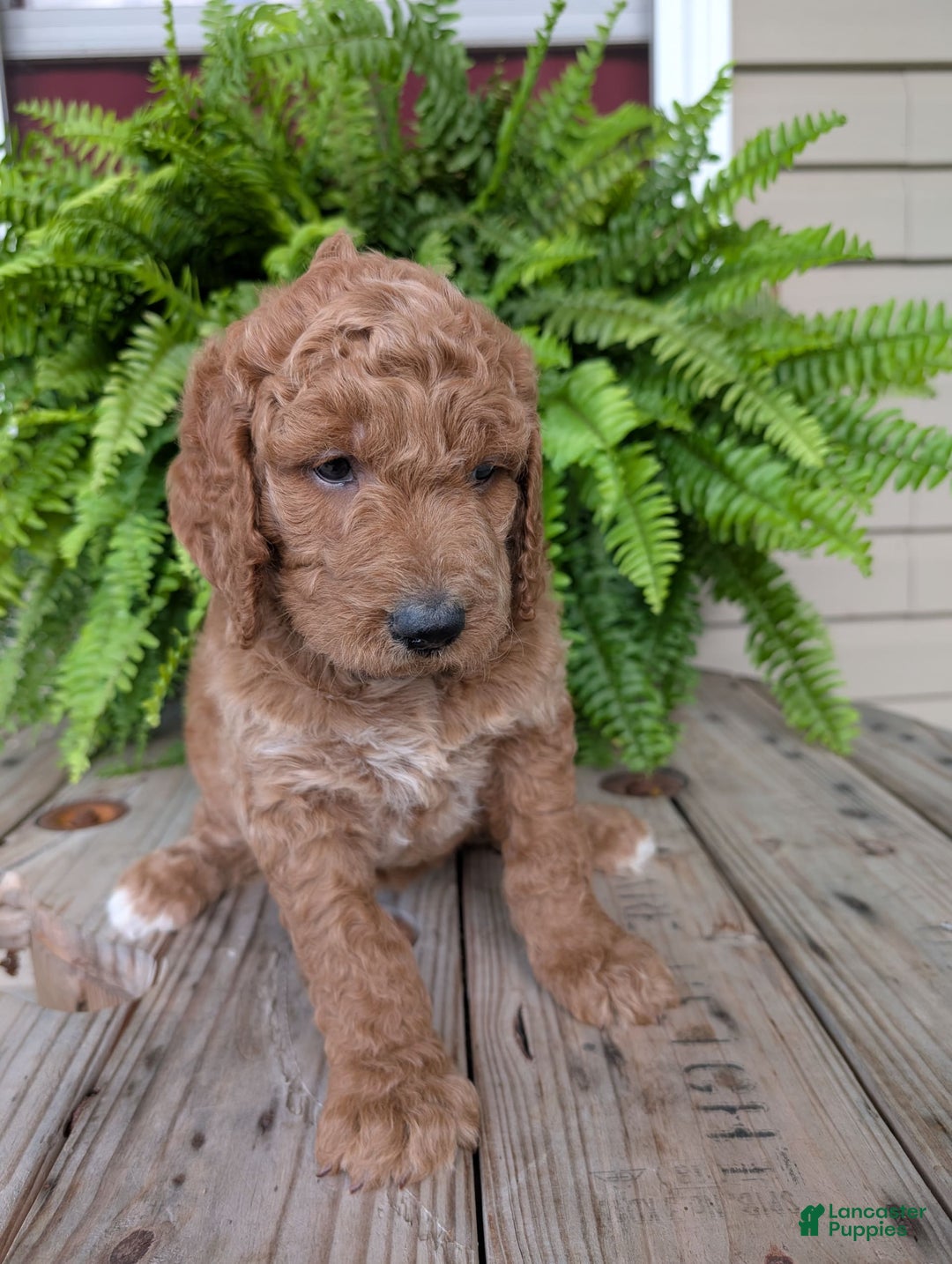 Goldendoodle dogs for sale: Maggie - Image 20