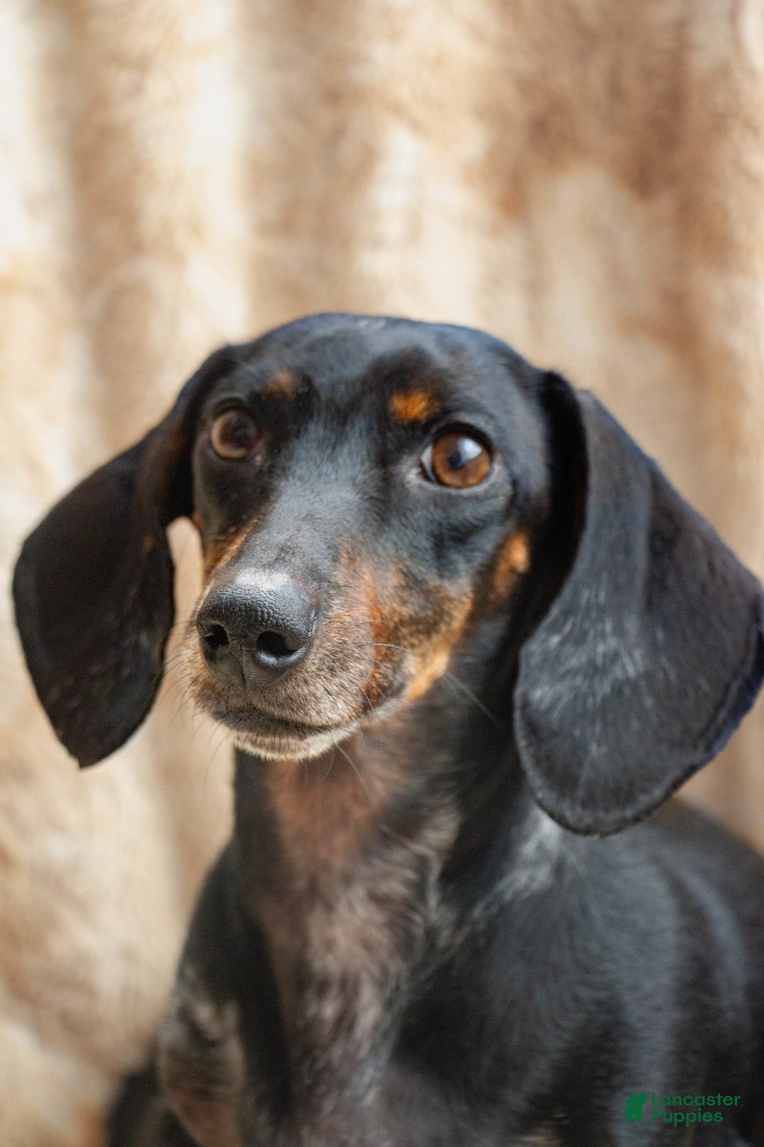Doxiepoo dogs for sale: Snickers - Image 3