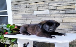 Labrador Retriever dogs for sale: Jabel - Image 3