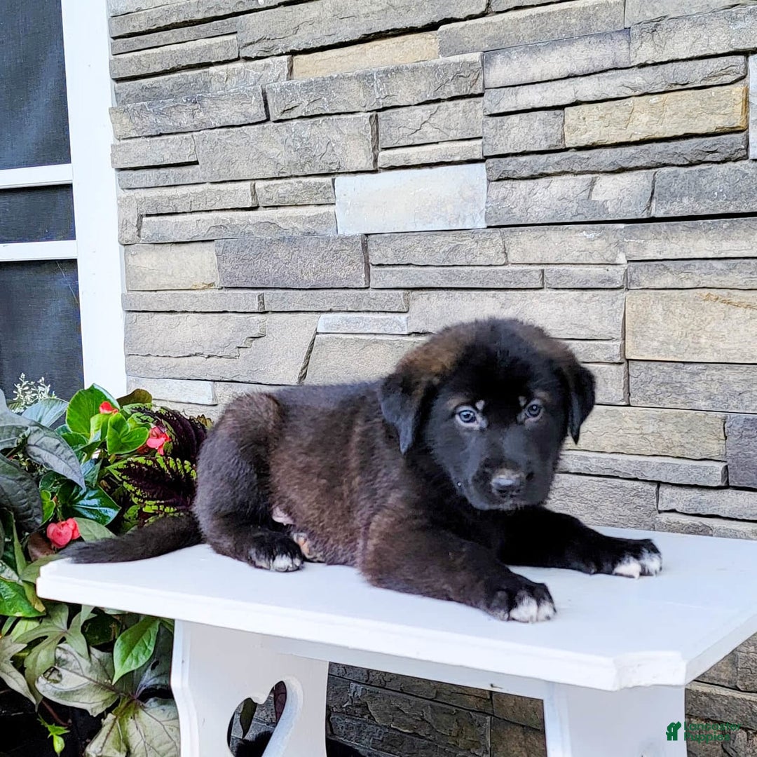 Labrador Retriever dogs for sale: Jabel - Image 3